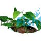Emerald Heart & Barteri Driftwood