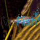Emerald Eye Rasbora