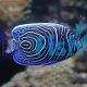Emperor Angelfish - Medium 