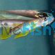 Six Barred Panchax 5cm