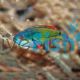 Exquisite Fairy Wrasse - Cirrhilabrus Exquistus