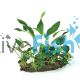 Rainforest Garden on Driftwood