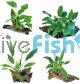 4x Assorted Anubias on Medium Driftwood