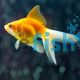 Assorted Fantail - Carassius auratus