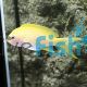 Female Anthias - Square-spot