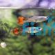 Female Chilli Red Guppy