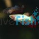 Female Fighter Crowntail 