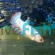 Female Fighter Giant Shortfin Halfmoon