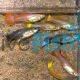 Assorted Female Guppy