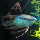 Festivum Cichlid