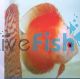 Red Melon Discus 5cm