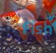 Red & White Ryukin 9cm