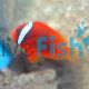 Fire Clownfish Tomato