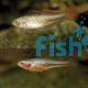 50x Firetail Gudgeons 3cm