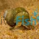 Fitzroy River Snail - Notopala alisoni