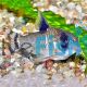 Flag Tailed Panda Cory 