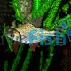 Flagtail Prochilodus Red Finned