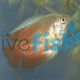 Male Flame Dwarf Gourami