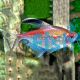 Flameback Bleeding Heart Tetra 3.5cm
