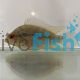 Flowerhorn Cichlid