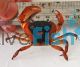 Fresh Water Crab