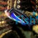 Female Angelfish - Bellus Swallowtail