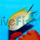 Female Angelfish Black Spot
