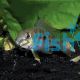 Geophagus Red Horseface 4cm