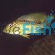 Geophagus Green Horseface