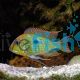 Tapajos Orange Head 
