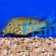 Geophagus Steindachneri Red Hump