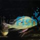 Geophagus Winemilleri