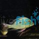 Geophagus winemilleri