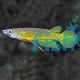 Giant Gold Panchax 3cm