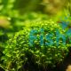 Glossostigma 5cm Pot 