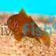 Lemon Coral Goby - Medium