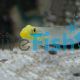 Goby Gold Head Sleeper