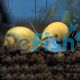 Gold Mystery Snail 