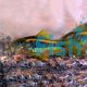 Gold Stripe Corydoras 