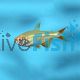 Gold Buenos Aires Tetra