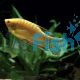 Golden Gourami