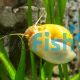 Gold Mystery Snail - Jumbo