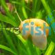 10x Gold Mystery Snail