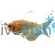 Golden Black Widow Tetra 4cm