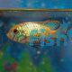 Golden Dwarf Cichlid