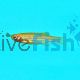 Gold Zebra Danio