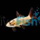 Golden Shark - Albino Rainbow