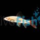 Golden Shark Albino Rainbow