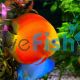 Golden Sunset Discus