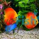Golden Sunset Discus 